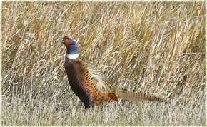 Creamed Pheasant